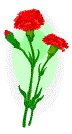 red carnations