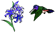 Flowers & Hummingbird