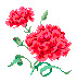 carnation_1